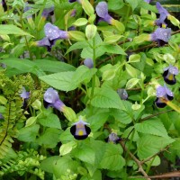 Torenia fournieri Linden ex E.Fourn.